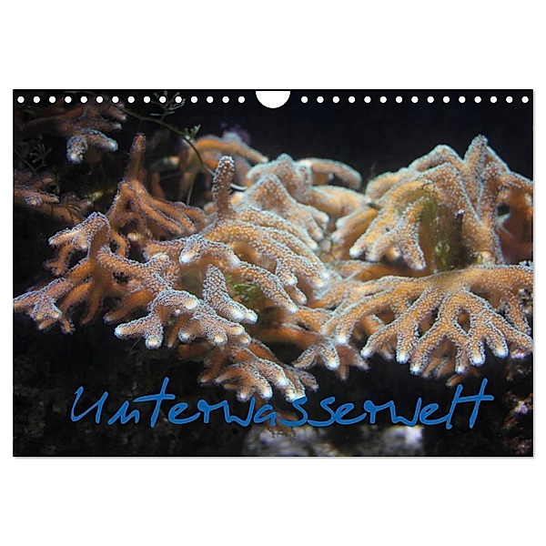 Unterwasserwelt (Wandkalender 2024 DIN A4 quer), CALVENDO Monatskalender, Stefanie Wandt
