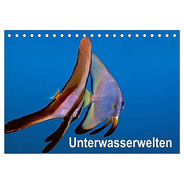 Unterwasserwelten (Tischkalender 2024 DIN A5 quer), CALVENDO Monatskalender, Dieter Gödecker