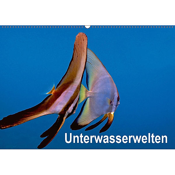 Unterwasserwelten (Wandkalender 2019 DIN A2 quer), Dieter Gödecker