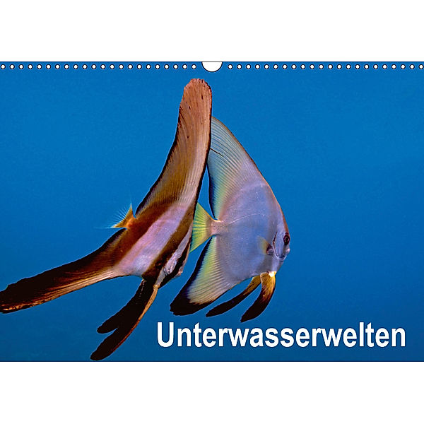 Unterwasserwelten (Wandkalender 2019 DIN A3 quer), Dieter Gödecker