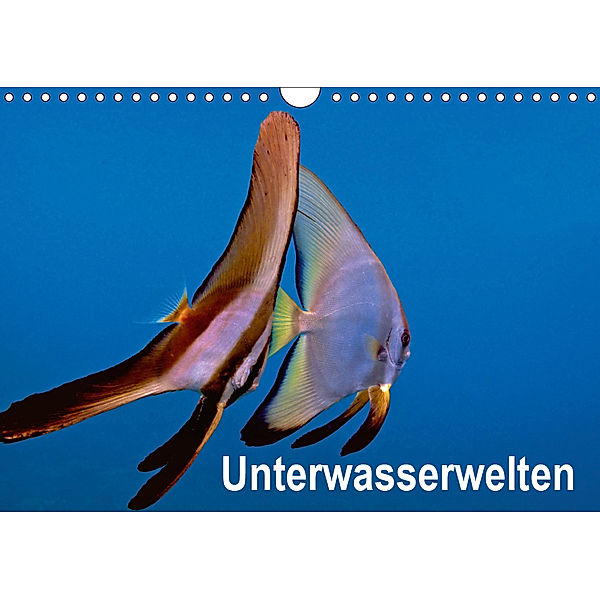 Unterwasserwelten (Wandkalender 2019 DIN A4 quer), Dieter Gödecker