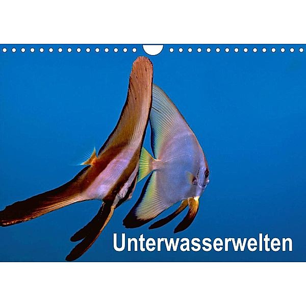 Unterwasserwelten (Wandkalender 2023 DIN A4 quer), Dieter Gödecker