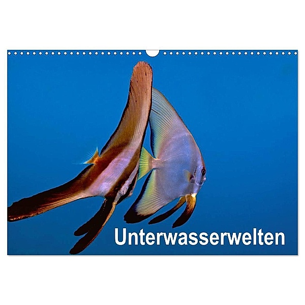 Unterwasserwelten (Wandkalender 2024 DIN A3 quer), CALVENDO Monatskalender, Dieter Gödecker
