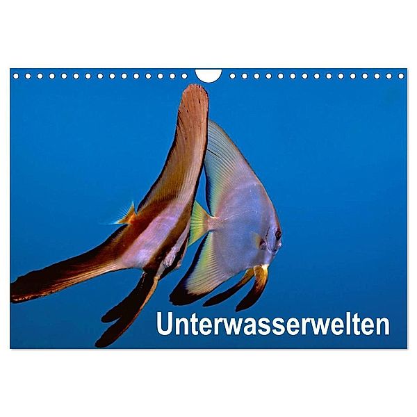 Unterwasserwelten (Wandkalender 2024 DIN A4 quer), CALVENDO Monatskalender, Dieter Gödecker