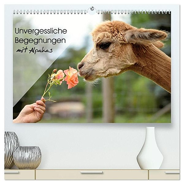 Unvergessliche Begegnungen mit Alpakas (hochwertiger Premium Wandkalender 2024 DIN A2 quer), Kunstdruck in Hochglanz, Heidi Rentschler
