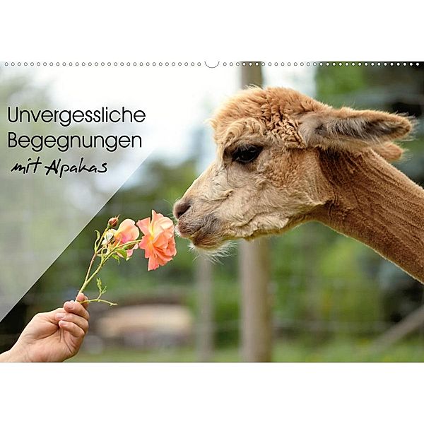 Unvergessliche Begegnungen mit Alpakas (Wandkalender 2023 DIN A2 quer), Heidi Rentschler