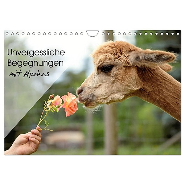 Unvergessliche Begegnungen mit Alpakas (Wandkalender 2024 DIN A4 quer), CALVENDO Monatskalender, Heidi Rentschler