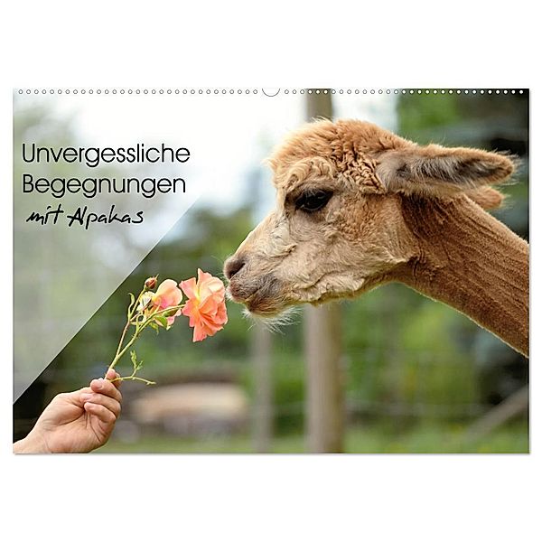Unvergessliche Begegnungen mit Alpakas (Wandkalender 2024 DIN A2 quer), CALVENDO Monatskalender, Heidi Rentschler