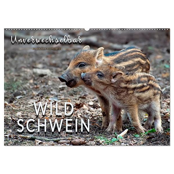 Unverwechselbar - Wildschwein (Wandkalender 2024 DIN A2 quer), CALVENDO Monatskalender, Peter Roder