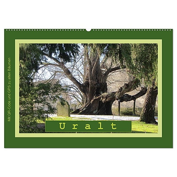 Uralt - Mit QR-Code und GPS zu alten Bäumen (Wandkalender 2024 DIN A2 quer), CALVENDO Monatskalender, Angelika keller