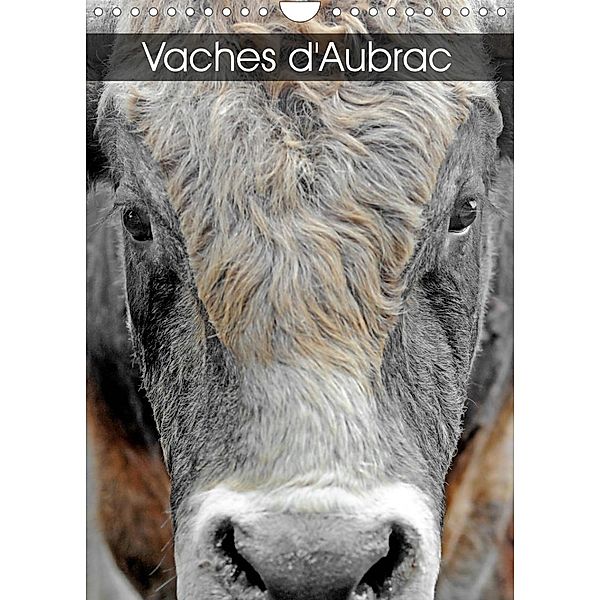 Vaches d'Aubrac (Calendrier mural 2023 DIN A4 vertical), Patrice Thébault