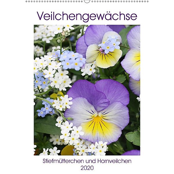 Veilchengewächse Stiefmütterchen und Hornveilchen (Wandkalender 2020 DIN A2 hoch), Gisela Kruse