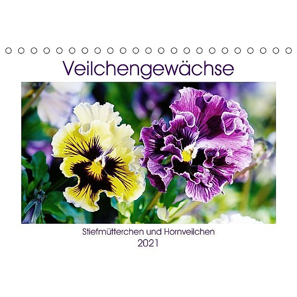 Veilchengewächse - Stiefmütterchen und Hornveilchen (Tischkalender 2021 DIN A5 quer), Gisela Kruse