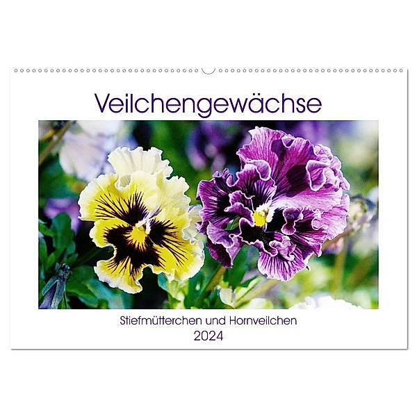 Veilchengewächse - Stiefmütterchen und Hornveilchen (Wandkalender 2024 DIN A2 quer), CALVENDO Monatskalender, Gisela Kruse