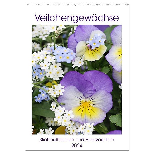 Veilchengewächse Stiefmütterchen und Hornveilchen (Wandkalender 2024 DIN A2 hoch), CALVENDO Monatskalender, Gisela Kruse