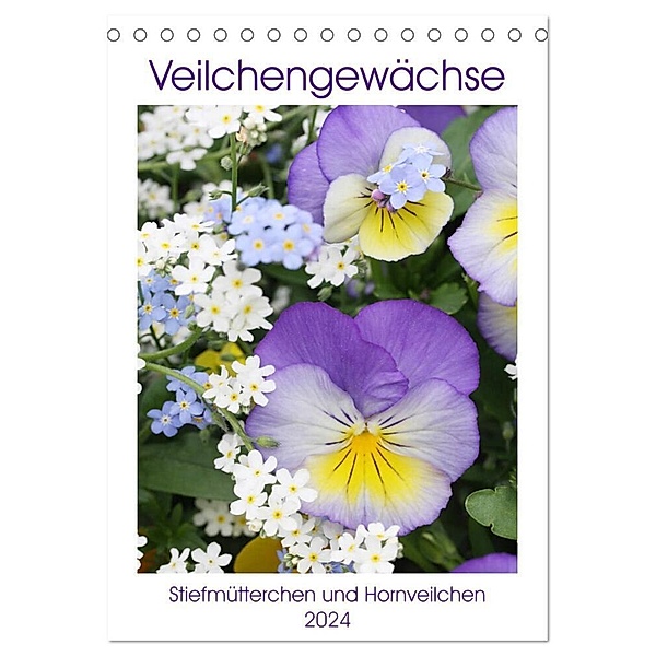 Veilchengewächse Stiefmütterchen und Hornveilchen (Tischkalender 2024 DIN A5 hoch), CALVENDO Monatskalender, Gisela Kruse