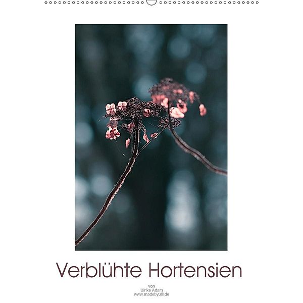 Verblühte Hortensien (Wandkalender 2020 DIN A2 hoch), Ulrike Adam