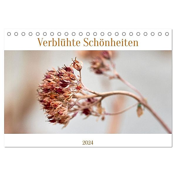 Verblühte Schönheiten (Tischkalender 2024 DIN A5 quer), CALVENDO Monatskalender, Petra Spiess