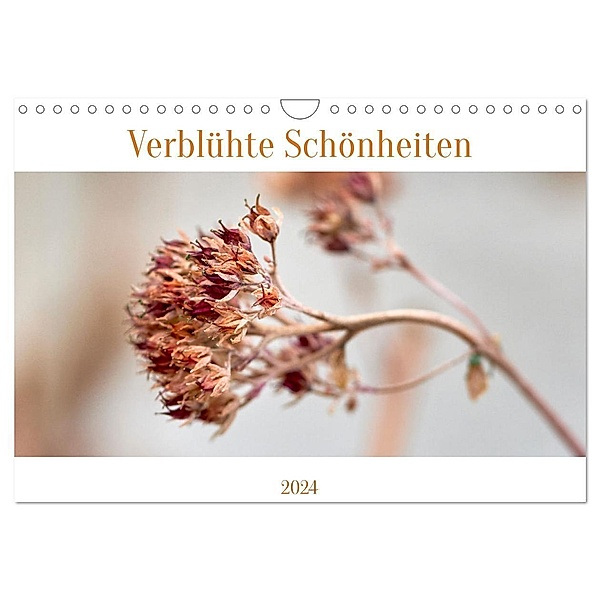 Verblühte Schönheiten (Wandkalender 2024 DIN A4 quer), CALVENDO Monatskalender, Petra Spiess