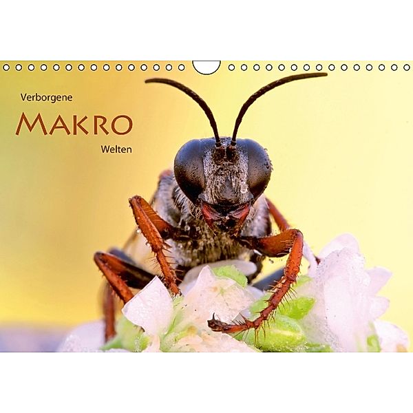 Verborgene Makro-Welten (Wandkalender 2014 DIN A4 quer), Wolfgang Brandmeier