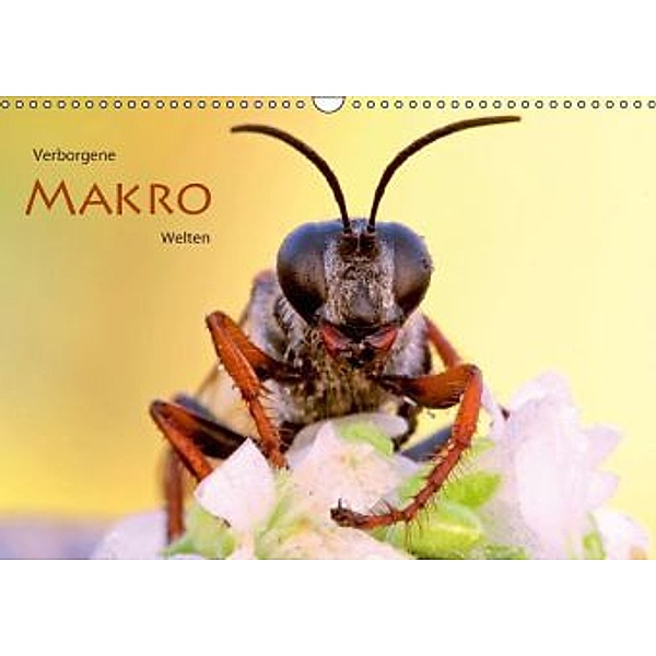 Verborgene Makro-Welten (Wandkalender 2016 DIN A3 quer), Wolfgang Brandmeier