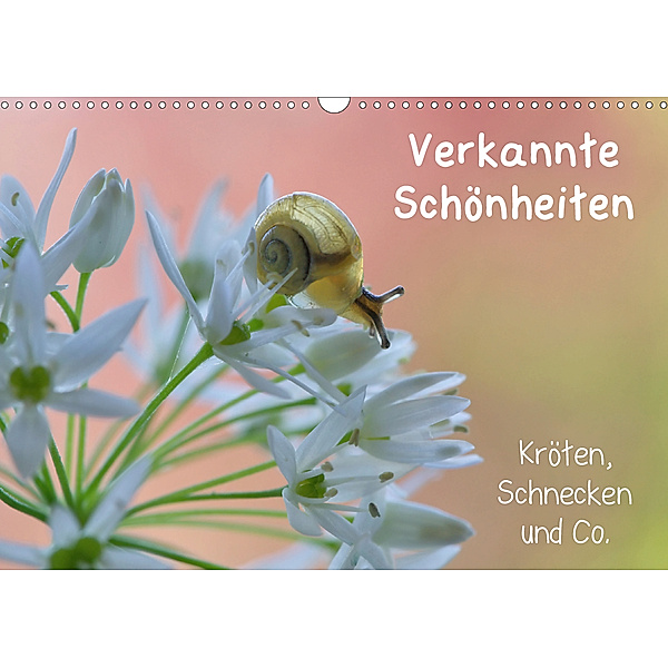 Verkannte Schönheiten - Kröten, Schnecken und Co. (Wandkalender 2020 DIN A3 quer), Karin Berger