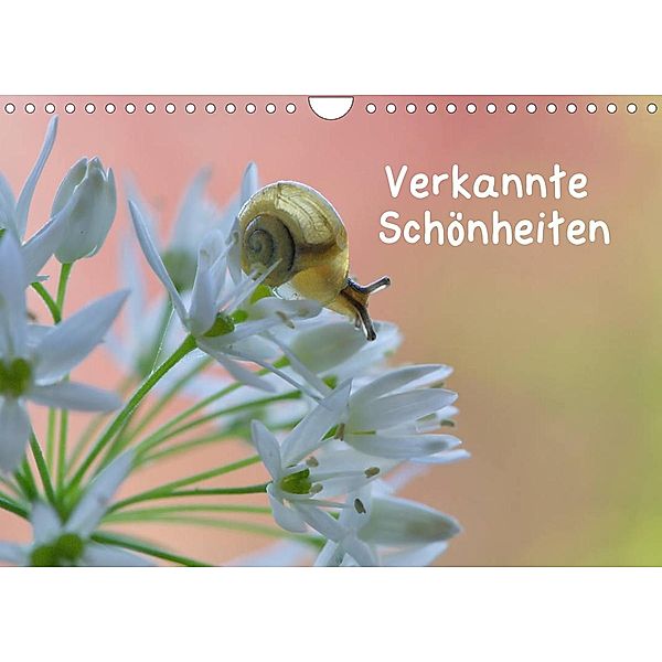 Verkannte Schönheiten (Wandkalender 2023 DIN A4 quer), Karin Berger (Kabefa)