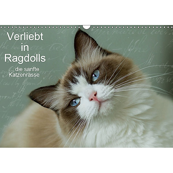 Verliebt in Ragdolls ... die sanfte Katzenrasse (Wandkalender 2019 DIN A3 quer), Marion Reiß-Seibert