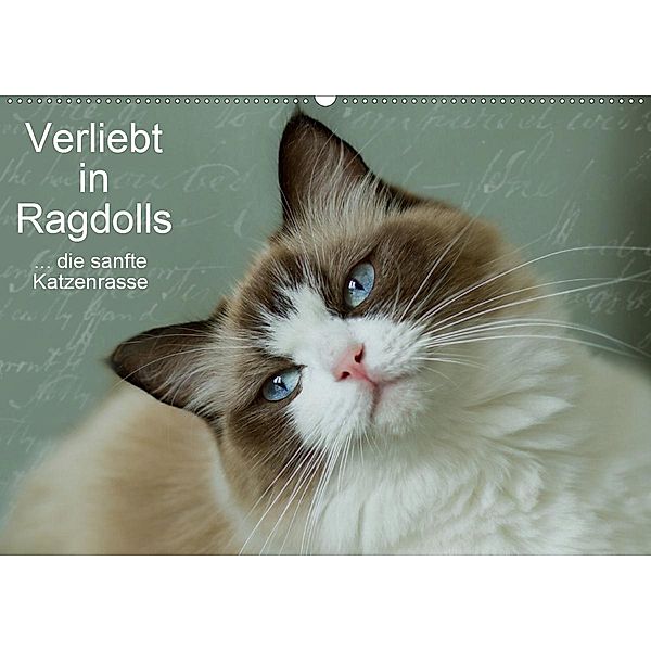 Verliebt in Ragdolls ... die sanfte Katzenrasse (Wandkalender 2020 DIN A2 quer), Marion Reiß-Seibert