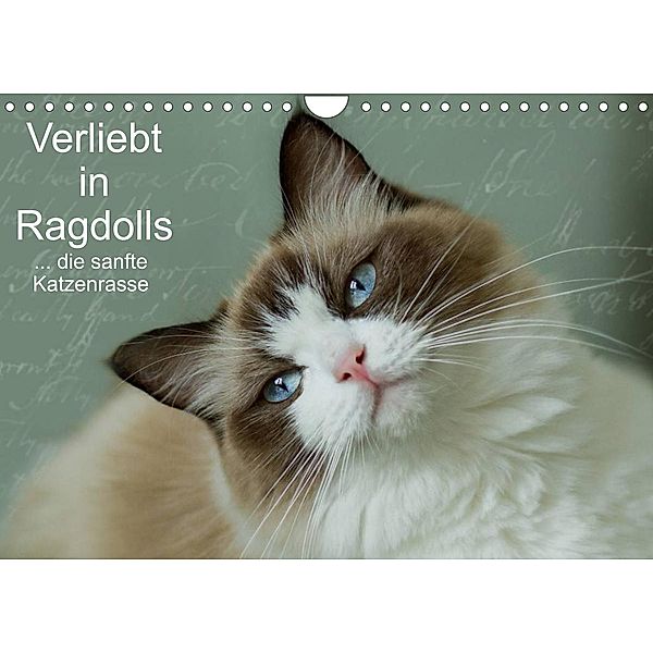 Verliebt in Ragdolls ... die sanfte Katzenrasse (Wandkalender 2023 DIN A4 quer), Marion Reiß-Seibert