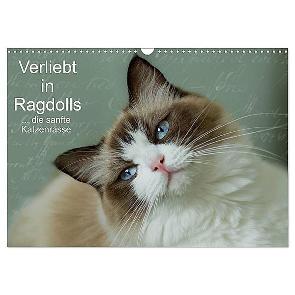 Verliebt in Ragdolls ... die sanfte Katzenrasse (Wandkalender 2024 DIN A3 quer), CALVENDO Monatskalender, Marion Reiss-Seibert