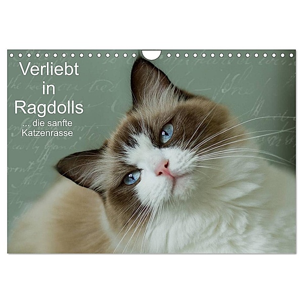 Verliebt in Ragdolls ... die sanfte Katzenrasse (Wandkalender 2024 DIN A4 quer), CALVENDO Monatskalender, Marion Reiss-Seibert