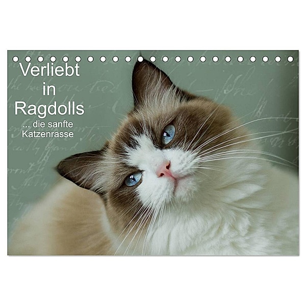 Verliebt in Ragdolls ... die sanfte Katzenrasse (Tischkalender 2024 DIN A5 quer), CALVENDO Monatskalender, Marion Reiß-Seibert