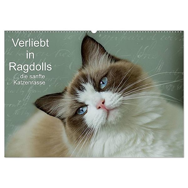 Verliebt in Ragdolls ... die sanfte Katzenrasse (Wandkalender 2024 DIN A2 quer), CALVENDO Monatskalender, Marion Reiß-Seibert