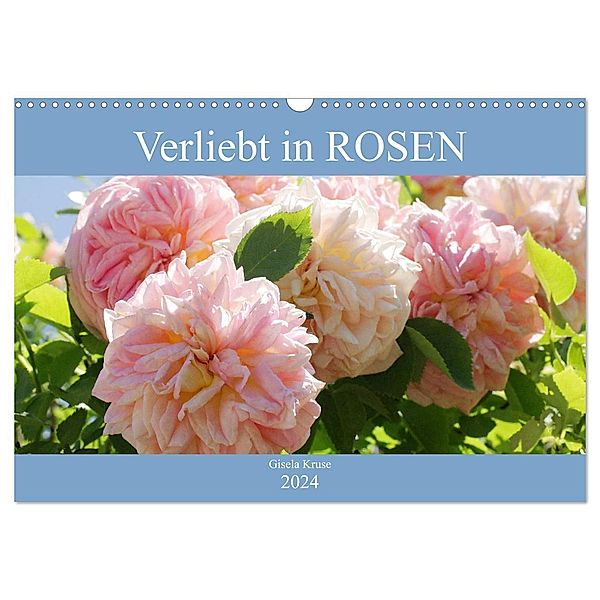 Verliebt in Rosen (Wandkalender 2024 DIN A3 quer), CALVENDO Monatskalender, Gisela Kruse