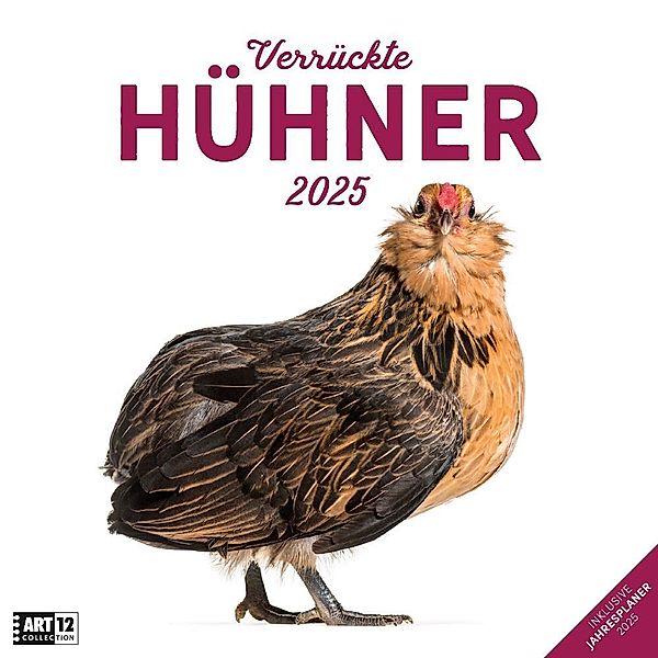 Verrückte Hühner Kalender 2025 - 30x30, Ackermann Kunstverlag