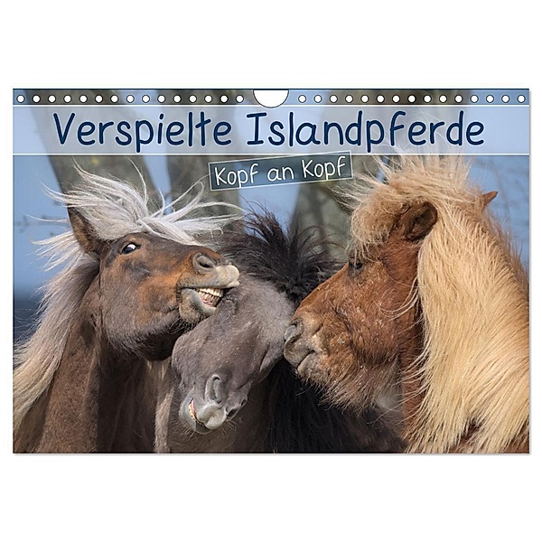 Verspielte Islandpferde Kopf an Kopf (Wandkalender 2024 DIN A4 quer), CALVENDO Monatskalender, Brinja Schmidt