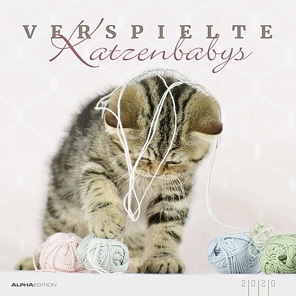 Verspielte Katzenbabys 2020, Natalie Eckelt