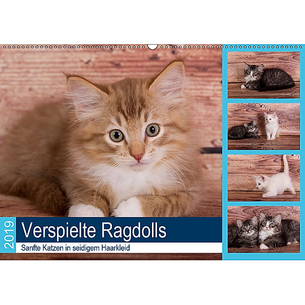 Verspielte Ragdolls -Sanfte Katzen in seidigem Haarkleid (Wandkalender 2019 DIN A2 quer), Verena Scholze