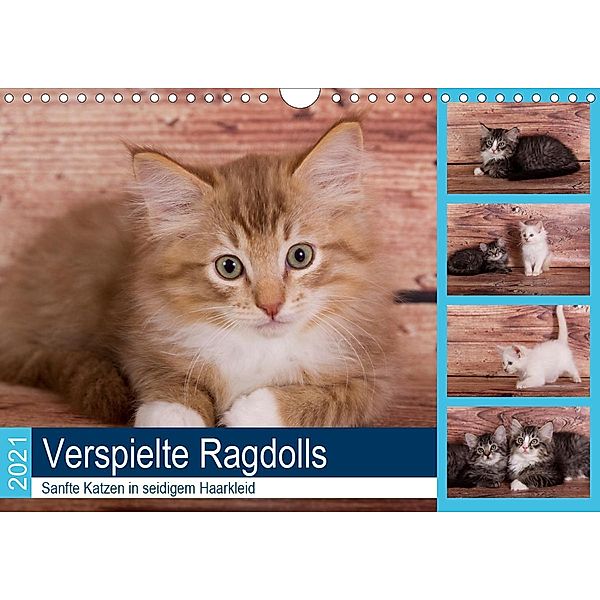 Verspielte Ragdolls - Sanfte Katzen in seidigem Haarkleid (Wandkalender 2021 DIN A4 quer), Fotodesign Verena Scholze