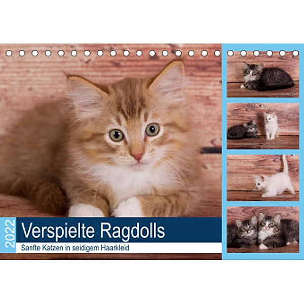 Verspielte Ragdolls -Sanfte Katzen in seidigem Haarkleid (Tischkalender 2022 DIN A5 quer), Fotodesign Verena Scholze