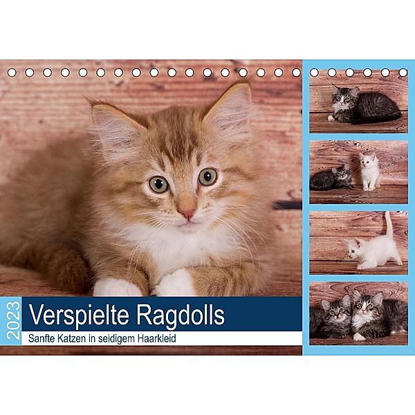 Verspielte Ragdolls -Sanfte Katzen in seidigem Haarkleid (Tischkalender 2023 DIN A5 quer), Fotodesign Verena Scholze