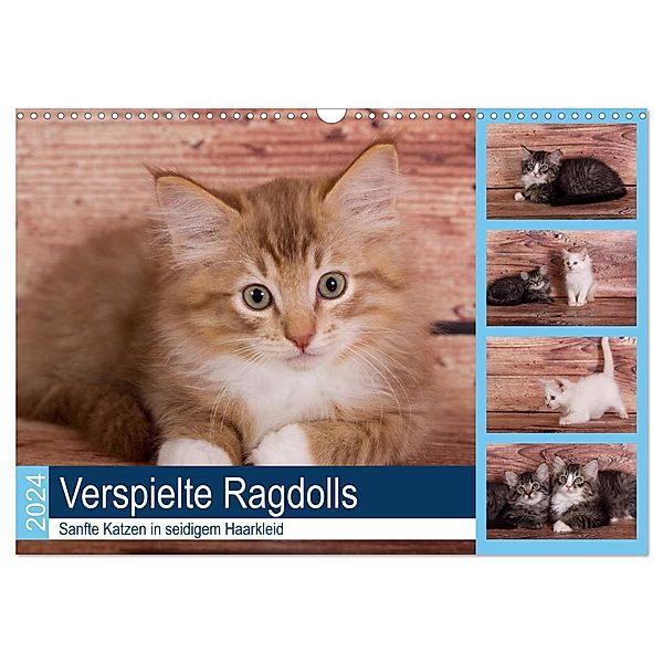 Verspielte Ragdolls -
Sanfte Katzen in seidigem Haarkleid (Wandkalender 2024 DIN A3 quer), CALVENDO Monatskalender, Fotodesign Verena Scholze