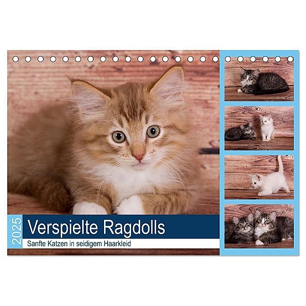 Verspielte Ragdolls -
Sanfte Katzen in seidigem Haarkleid (Tischkalender 2025 DIN A5 quer), CALVENDO Monatskalender, Calvendo, Fotodesign Verena Scholze