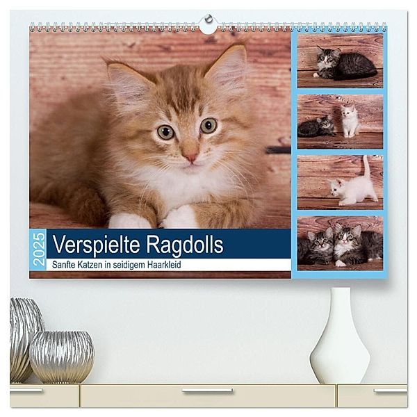 Verspielte Ragdolls -
Sanfte Katzen in seidigem Haarkleid (hochwertiger Premium Wandkalender 2025 DIN A2 quer), Kunstdruck in Hochglanz, Calvendo, Fotodesign Verena Scholze
