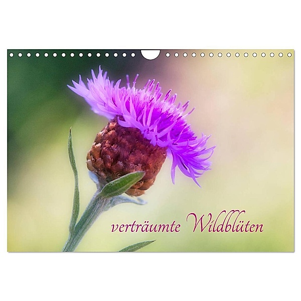 verträumte Wildblüten (Wandkalender 2024 DIN A4 quer), CALVENDO Monatskalender, Clemens Stenner