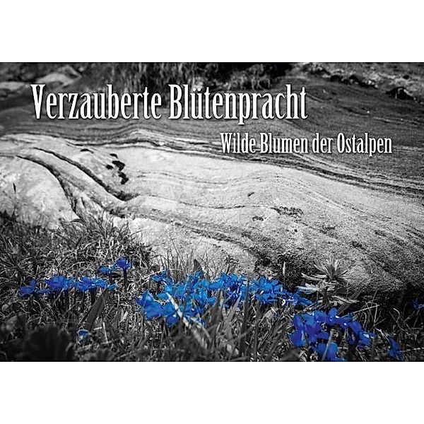 Verzauberte Blütenpracht - Wilde Blumen der Ostalpen (Posterbuch DIN A3 quer), Günter Zöhrer