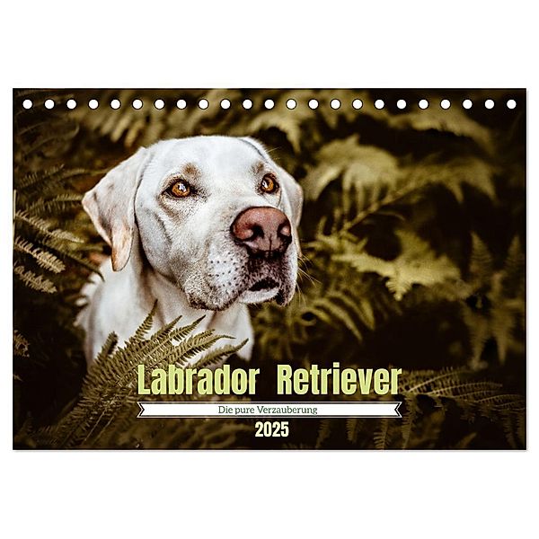 Verzauberung Labrador Retriever 2025 (Tischkalender 2025 DIN A5 quer), CALVENDO Monatskalender, Calvendo, Sensiebelfotografie Saskia Katharina Siebel