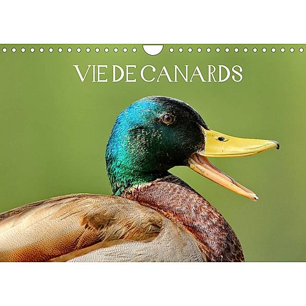 Vie de canards (Calendrier mural 2023 DIN A4 horizontal), mariephotos