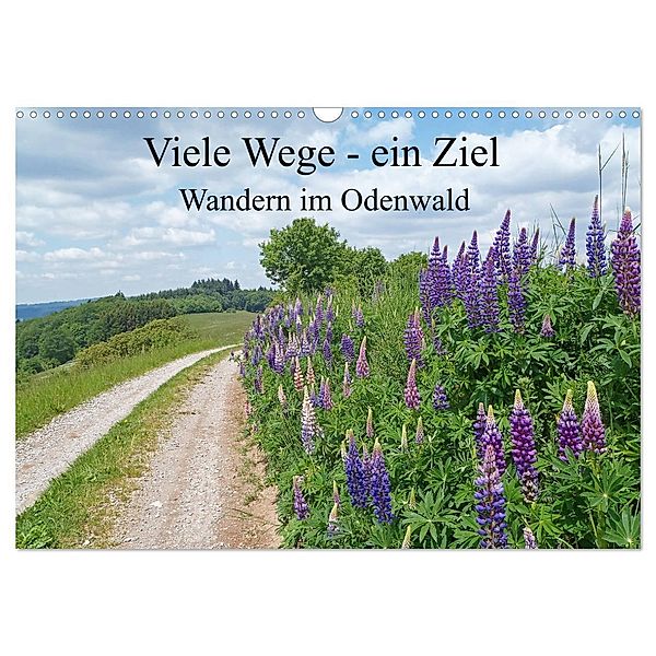 Viele Wege - ein Ziel Wandern im Odenwald (Wandkalender 2025 DIN A3 quer), CALVENDO Monatskalender, Calvendo, Ilona Andersen